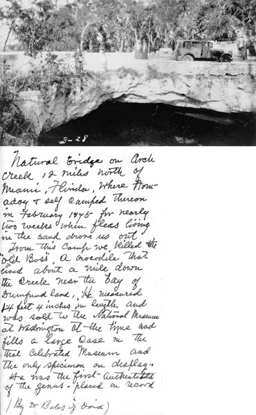 Natural Bridge on Arch Creek, Florida, where crocodile was shot by CEJ in 1875 - 3-1928-18