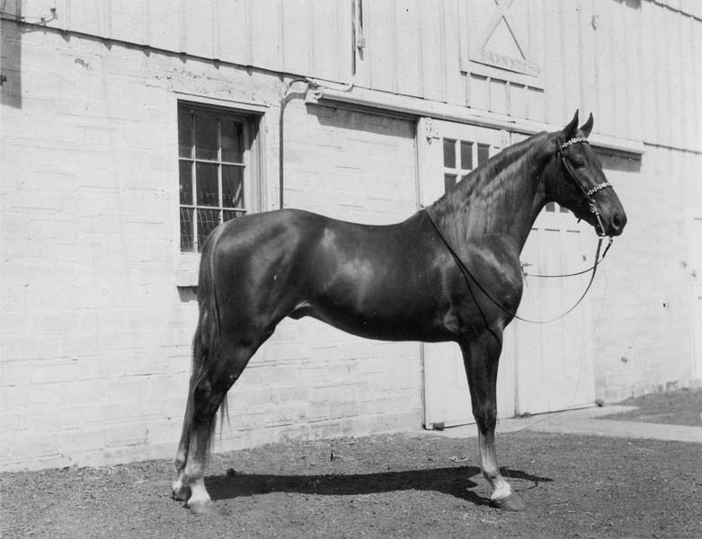 'Sam Haynes' - chestnut stallion - Lincoln NE - undated-H04